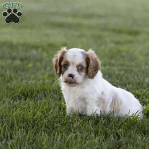 Clark, Cavalier King Charles Spaniel Puppy